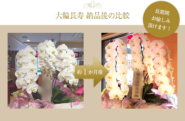 納品後、1ヶ月たつと、花が増えてさらに豪華に咲きます !